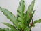 Anthurium schlechtendalii on white background