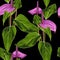 Anthurium. Seamless floral pattern with violet glossy flowers and anthurium leaves.