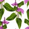 Anthurium. Seamless floral pattern with violet glossy flowers and anthurium and leaves.