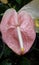 Anthurium tailflower flamingo