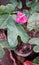 Anthurium tailflower flamingo flower laceleaf