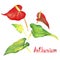 Anthurium tailflower, flamingo flower, laceleaf red flowers and bright green leaves isolated set, hand painted watercolor