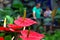 Anthurium In Tropical Garden