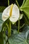 Anthurium white