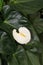 Anthurium White Flower