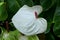 Anthurium `White Heart` flower at full bloom