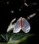 Anthurium is white heart-shaped flower. Dark green leaves as background highlight flowers beautifully. Anthuriums have become a