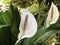 Anthurium White Winner Anthurium andreanum, Tailflower, Painter`s palette, Flamingo flower, Laceleaf or Grosse Flamingoblume