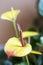 Anthurium yellow closeup