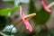 Anthurium yellow closeup