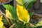 Anthurium in yellow species of flowering plants many names as tailflower or flamingo flower