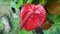 `anthuriyam` beautiful flower in sri lanka