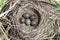 Anthus trivialis. The nest of the Tree Pipit in nature.