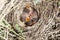 Anthus trivialis. The nest of the Tree Pipit in nature.