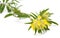 Anthyllis vulneraria flower