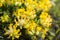 Anthyllis vulneraria mountain flowers