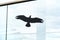 Anti collision black bird shape silhouette glass window sticker on a bridge object detail, closeup, nobody