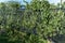 Anti-hail fabric covering Malbec vineyard, in Mendoza, Argentina