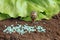 Anti-slug and snail granules on vegetable garden soil