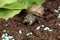 Anti-slug and snail granules on vegetable garden soil