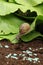 Anti-slug and snail granules on vegetable garden soil