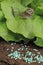 Anti-slug and snail granules on vegetable garden soil