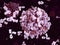 Antibodies binding to an influenza virus