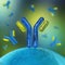 Antibodies, immunoglobulins, the immune