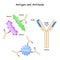 Antibody and Antigen. Humoral immunity