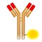 Antibody molecule conjugated with fluorophore