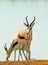 Antidorcas Marsupialis - Springbok in front of a waterhole