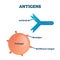 Antigens vector illustration. Labeled antibody, pathogen educational scheme