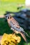 Antigo, Wisconsin, USA, August 14, 2021: American Kestrel Falco sparverius at Raptor Education Group Inc REGI