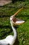 Antigo, Wisconsin, USA, August 14, 2021: White Pelican Pelecanus erythrorhynchos at Raptor Education Group Inc REGI