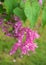 Antigonon leptopus ,flower pink