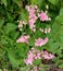 Antigonon leptopus is a pink or white flower ivy Is a fast growing ivy The leaves are heart-shaped or triangular.