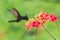 Antillean crested hummingbird, bird