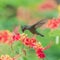 Antillean crested hummingbird, bird