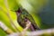 Antillean Crested Hummingbird in forest in Dominica taken before Hurricane Maria destruction