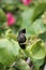 Antillean crested hummingbird (Orthorhyncus crista