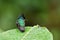 Antillean crested hummingbird sitting on a leaf, Grenada island, Grenada