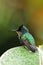 Antillean crested hummingbird sitting on a leaf, Grenada island, Grenada