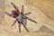 Antilles Pinktoe Tarantula