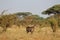 Antilope in Africa savanna wildlife safari