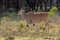 Antilope in Africa savanna wildlife safari