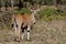 Antilope in Africa savanna wildlife safari