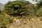 Antilope in Africa savanna wildlife safari