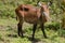 Antilope in Africa savanna wildlife safari