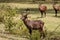 Antilope in Africa savanna wildlife safari