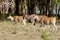 Antilope in Africa savanna wildlife safari